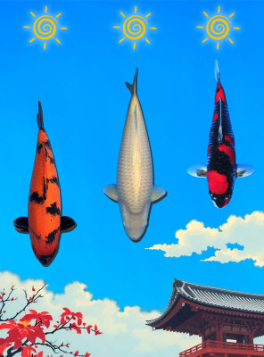 catégorie carpe koi sansai