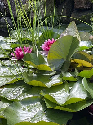 Plantes aquatiques bassin