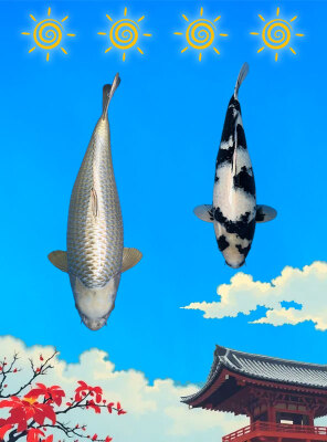 catégorie carpe koi yonsai