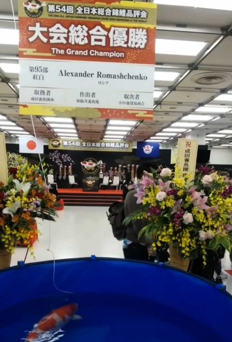 Kohaku Grand Champion