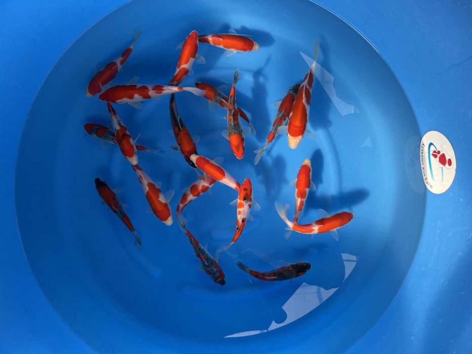 carpes koi tosai Kondo