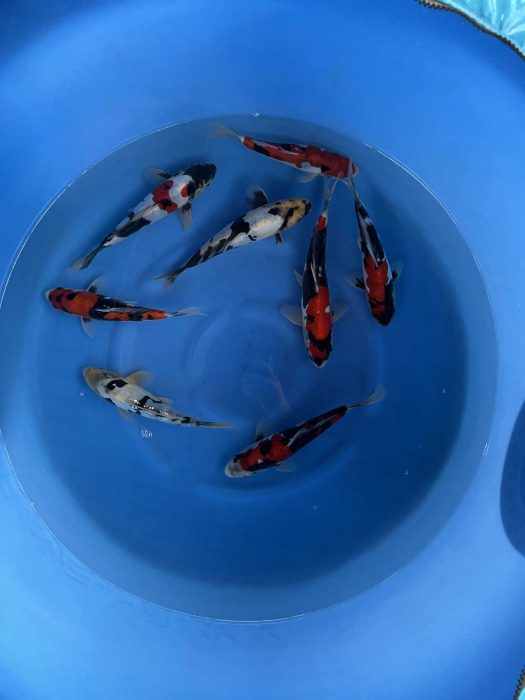 carpes koi tosai haute qualite