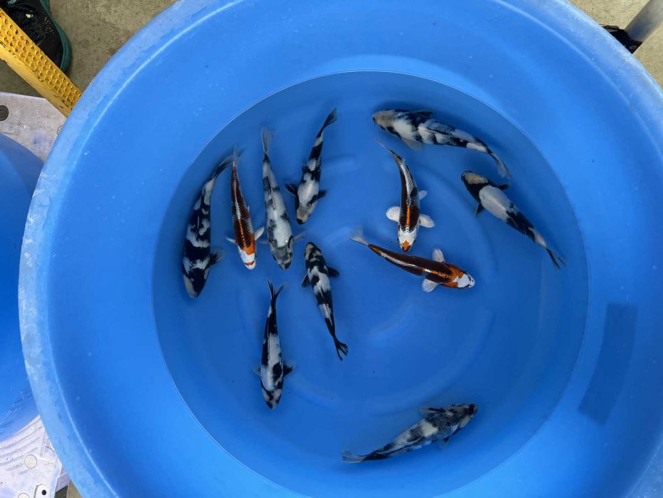 carpe koi tosai shiro utsuri