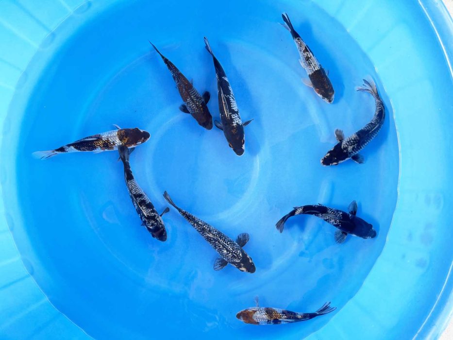 Oyama Koi Farm