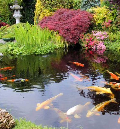 bassin à carpes koi