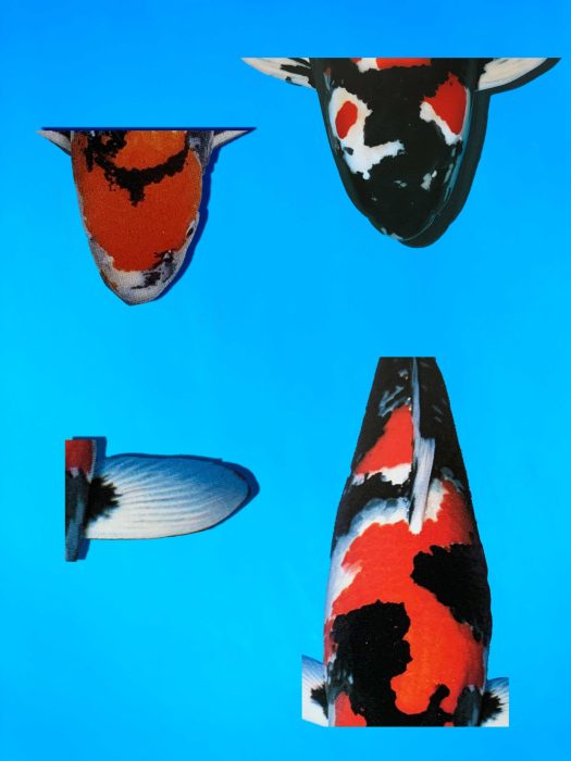 carpe koi showa descriptions