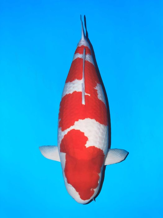 kohaku