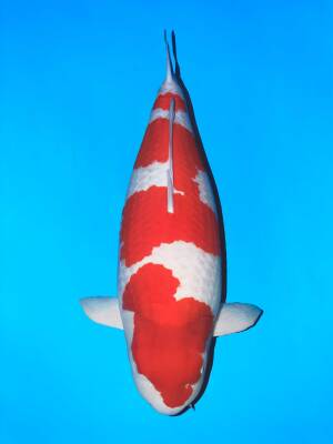 kohaku